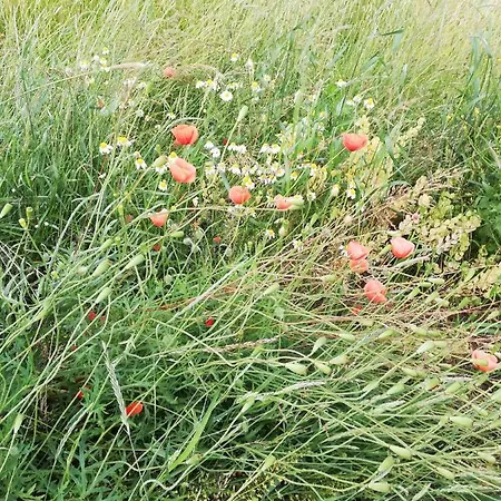 Lichtenhainer Hof ゲストハウス Lichtenhain