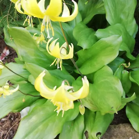 Lichtenhainer Hof ゲストハウス