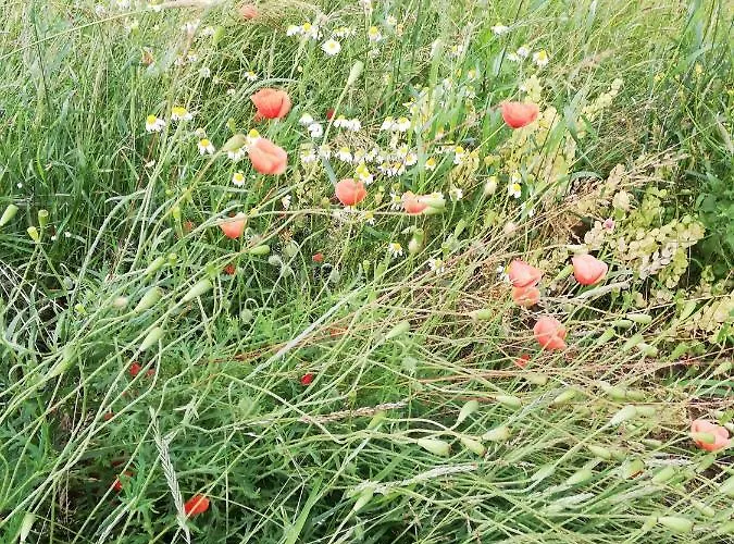 Lichtenhainer Hof 招待所 利希滕海恩