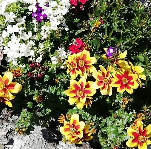 Lichtenhainer Hof * 利希滕海恩