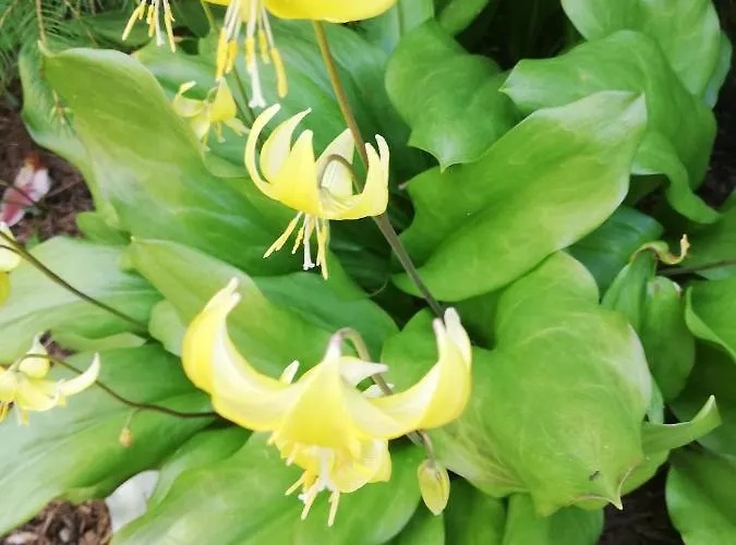 Lichtenhainer Hof 招待所